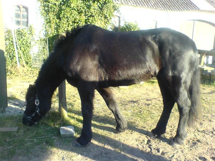 Welsh Cob (sec D) G. Black Surprise (SOLGT) - blackey er fri på gården. billede 5
