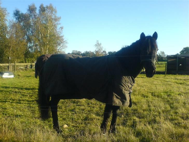 Welsh Cob (sec D) G. Black Surprise (SOLGT) - Blackey stor og hygger... billede 6