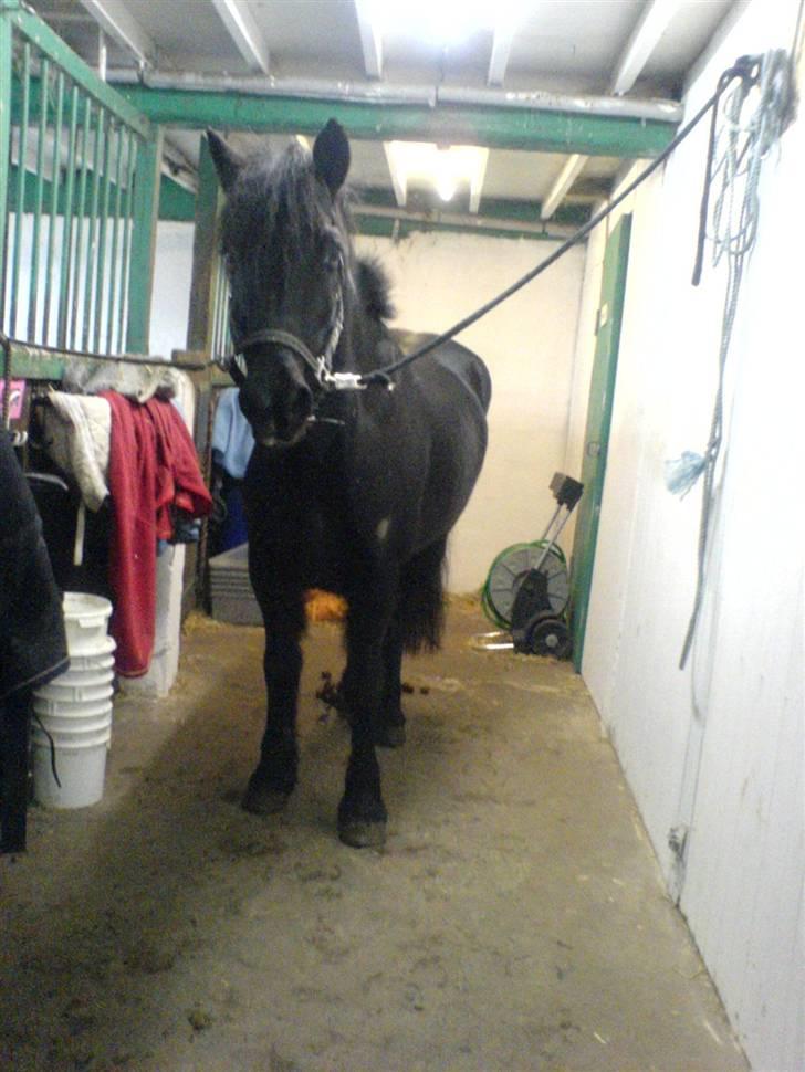 Welsh Cob (sec D) G. Black Surprise (SOLGT) - blackey på stalg gangen. billede 7