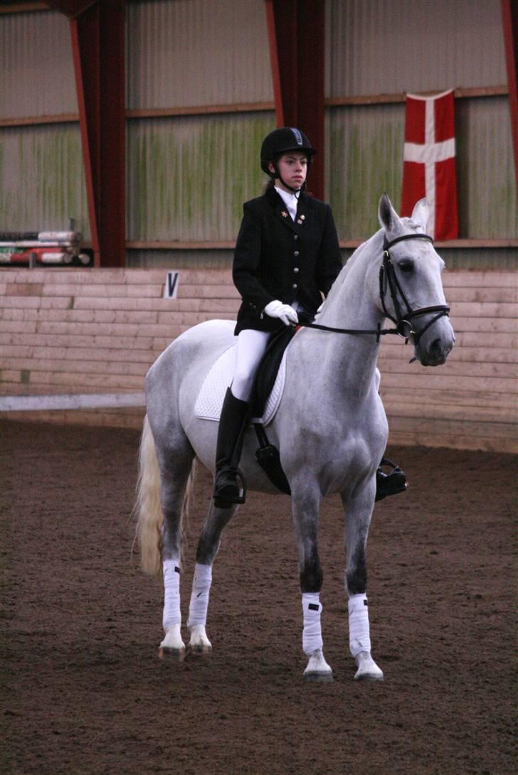 Lipizzaner Lipi/ Solgt - Lipis første dressurstævne i klarup i Nov. 2007 billede 10