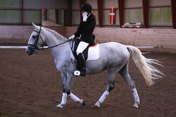 Lipizzaner Lipi/ Solgt billede 11