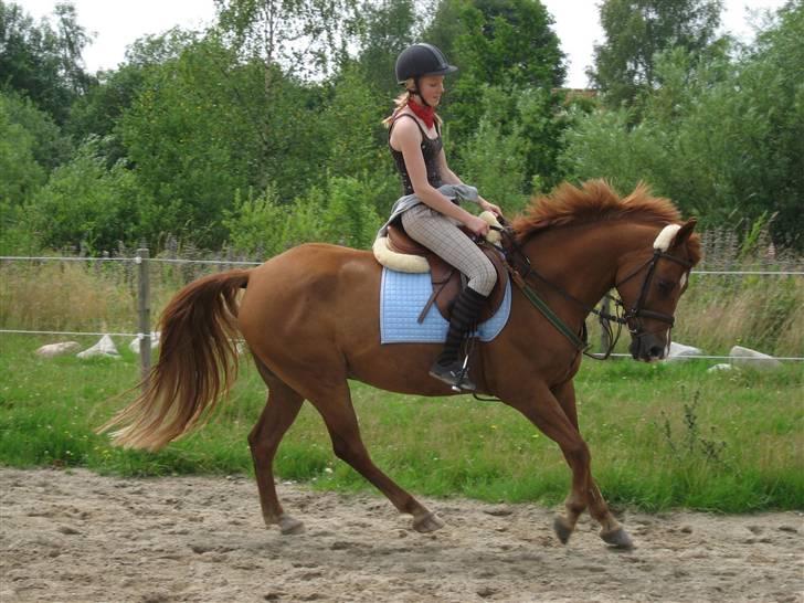 Anden særlig race Hannibal **Solgt** /: - Også meget gammelt billede (; billede 2