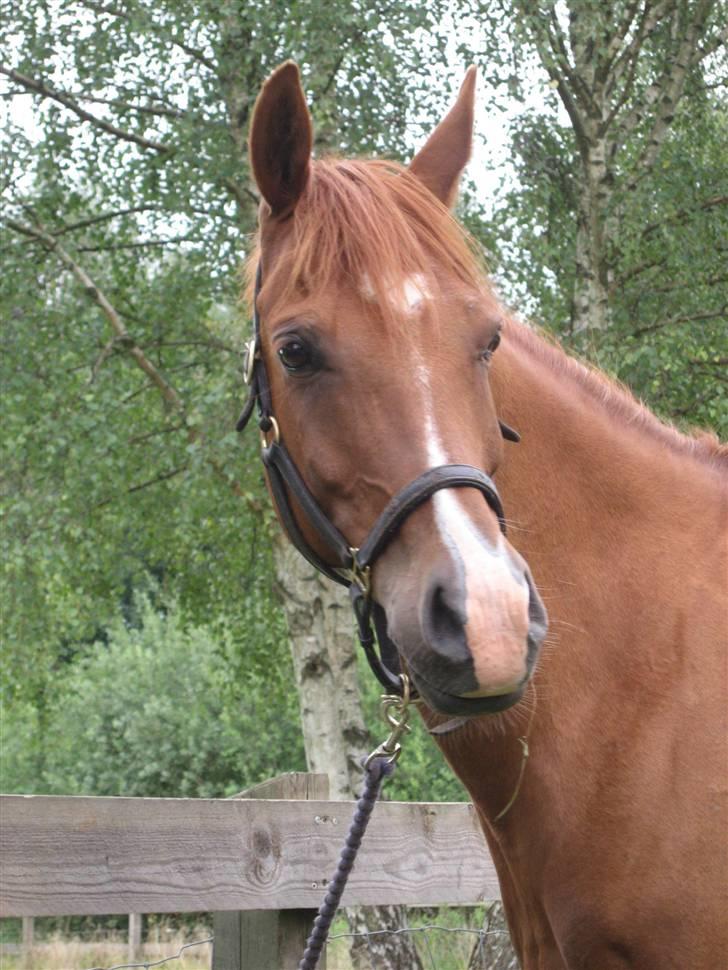 Anden særlig race Hannibal **Solgt** /: billede 4