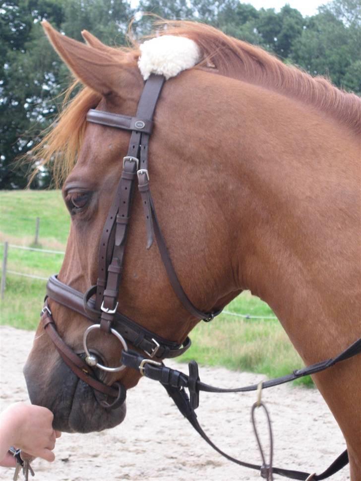 Anden særlig race Hannibal **Solgt** /: billede 5