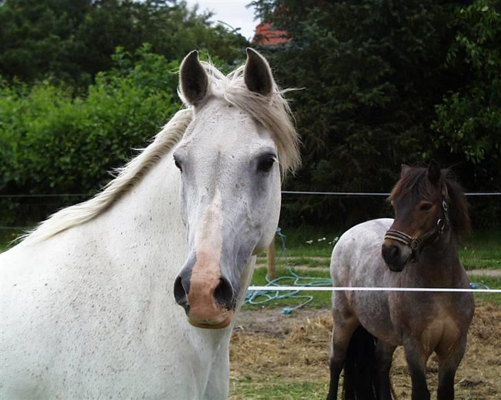 Anden særlig race White Power - Savnet !! billede 2