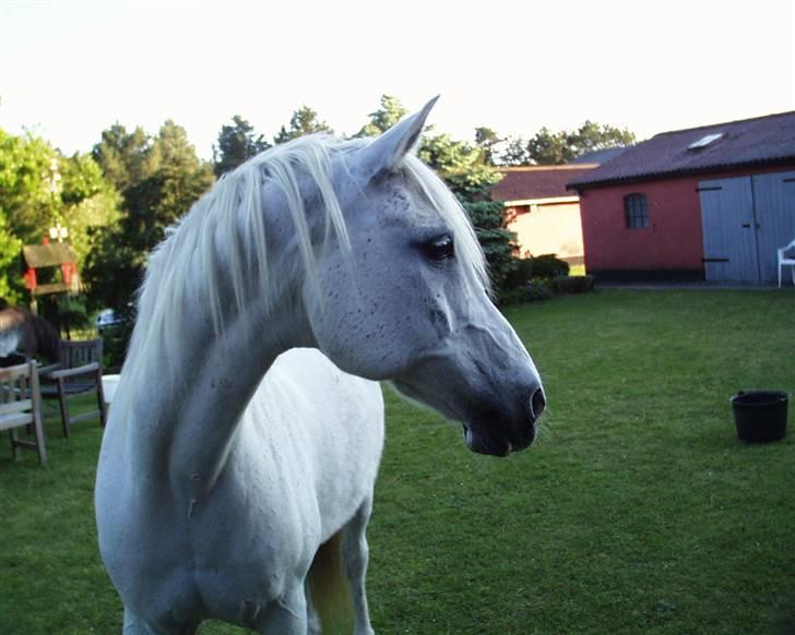 Anden særlig race White Power - Savnet !! - Vi grillede i haven og lukkede bare Power løs så han kunne gå runde og spise græs..:) billede 4