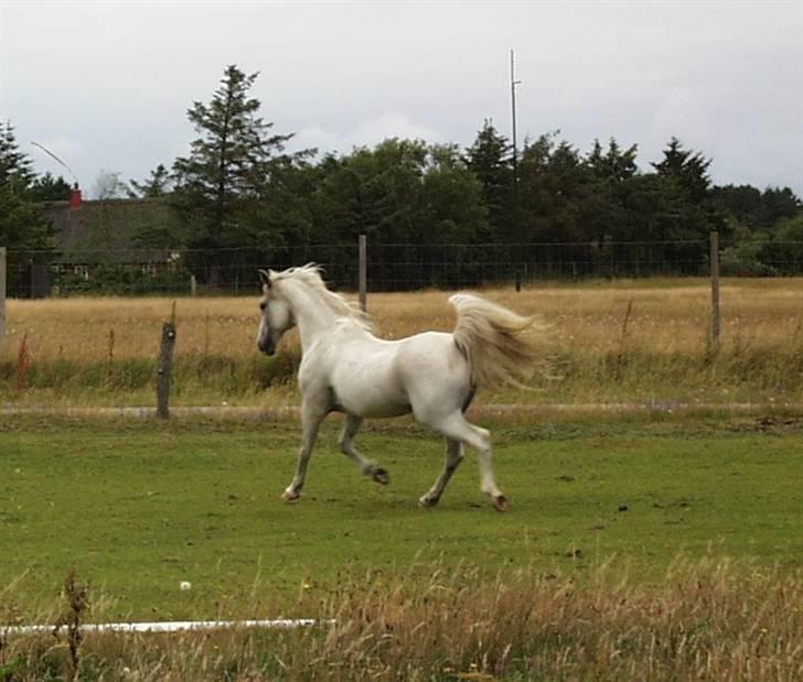 Anden særlig race White Power - Savnet !! - Har kan man rigtig se at der er meget araber i han..blær blær.. billede 5