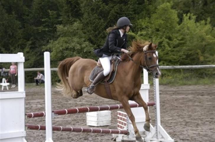 Anden særlig race Hannibal **Solgt** /: - Billede fra d. 6.8-08 klubmesterskab på RIF. NYT billede 6