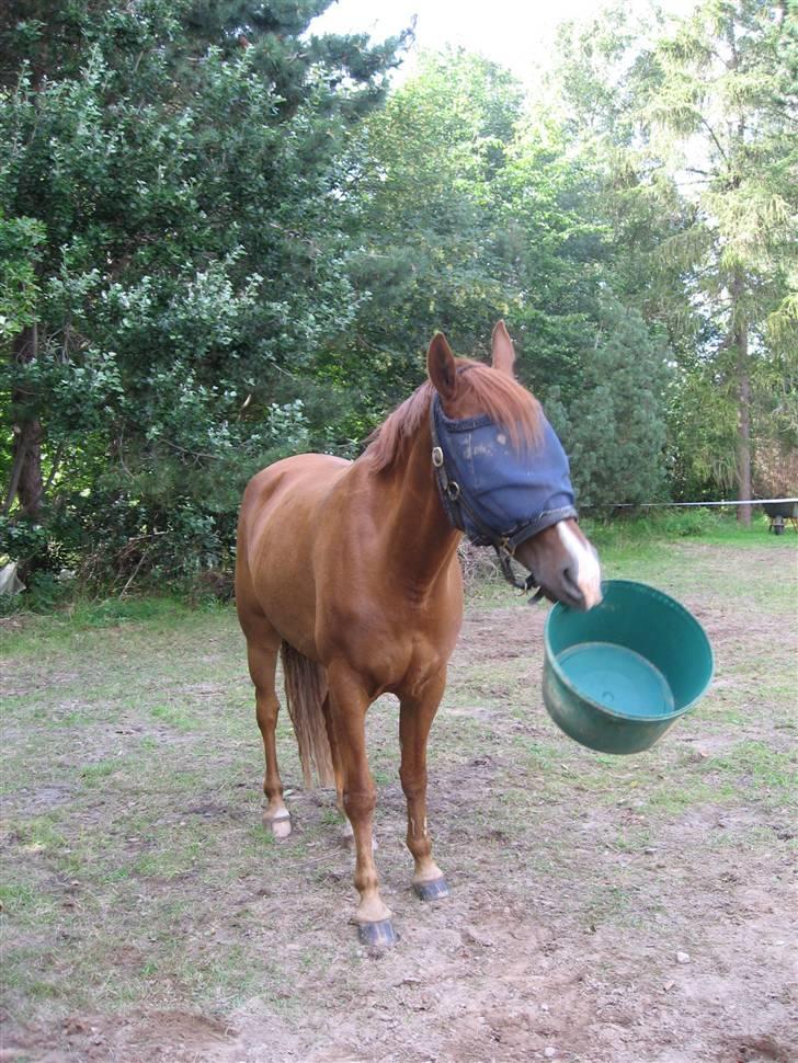 Anden særlig race Hannibal **Solgt** /: billede 7