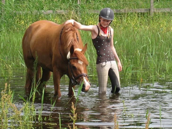 Anden særlig race Hannibal **Solgt** /: - Meget gammelt billede (; billede 8