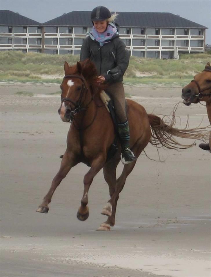 Anden særlig race Hannibal **Solgt** /: billede 10