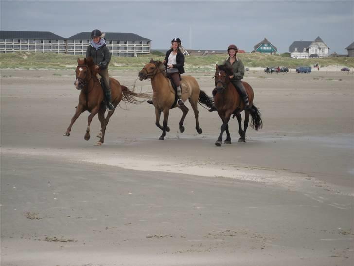 Anden særlig race Hannibal **Solgt** /: - Dejligste tur til fanø, hannibal længst ude til venstre (; billede 11