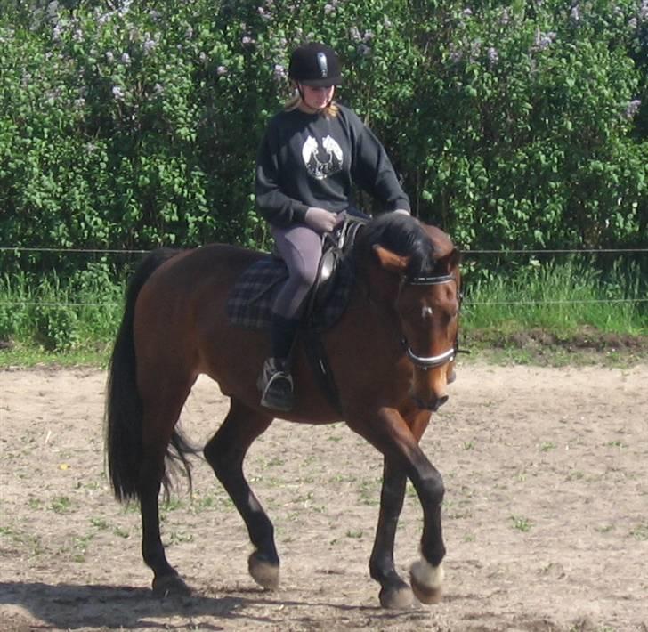 Dansk Varmblod Cornet - cornet og mig.,.,  billede 4