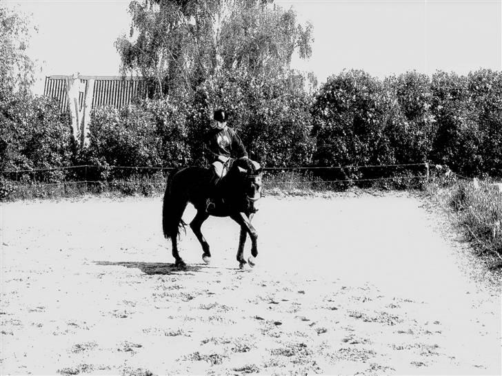 Dansk Varmblod Cornet - syntes det kunne være sjovt at tager farverne a.. hi.. men det er ozz cornet og mig... der rider lidt rundt.. billede 5