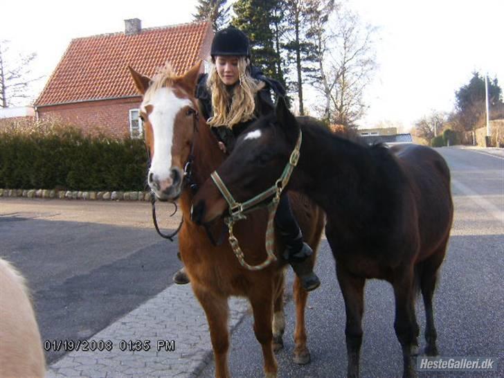 Fuldblod (XX) Lord De Luxe  *Passer* - 2008 da Cille havde ham som træk hest på vej i skoven. billede 16