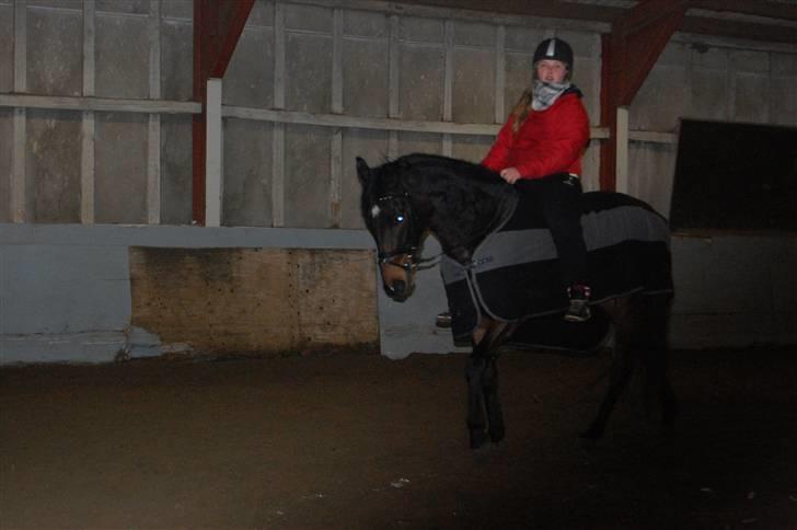 Fuldblod (XX) Lord De Luxe  *Passer* - anden gang jeg sidder på bassen, så dygtig han er :D billede 17