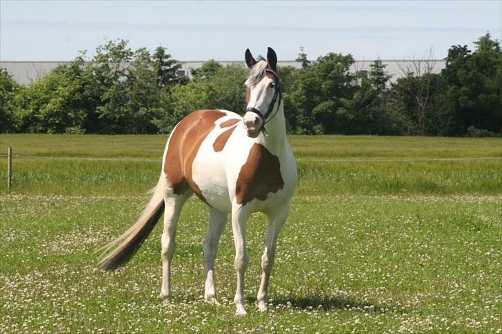 Pinto S.P. Dixie *R.I.P* - Smukke Dixie.. Foto: Marianne Eiby   #16 billede 16