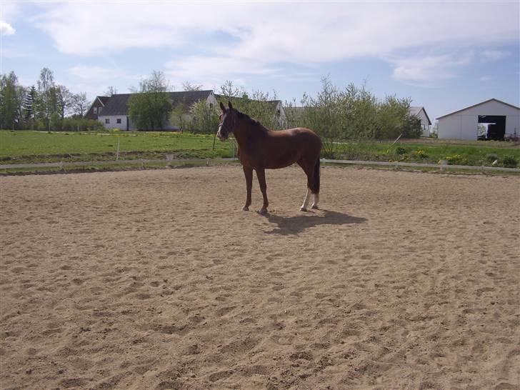 Dansk Varmblod Wholi brentedal - Wholi på ridebanen. billede 3