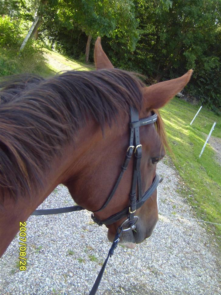 Dansk Varmblod Wholi brentedal - På vej på ridetur billede 5