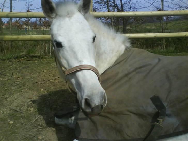 New Forest Amber - solgt :( - åh nej, nu kommer du ik der igen og forstyrre mig, jeg tog mig faktisk lige middagslur! <3 billede 6