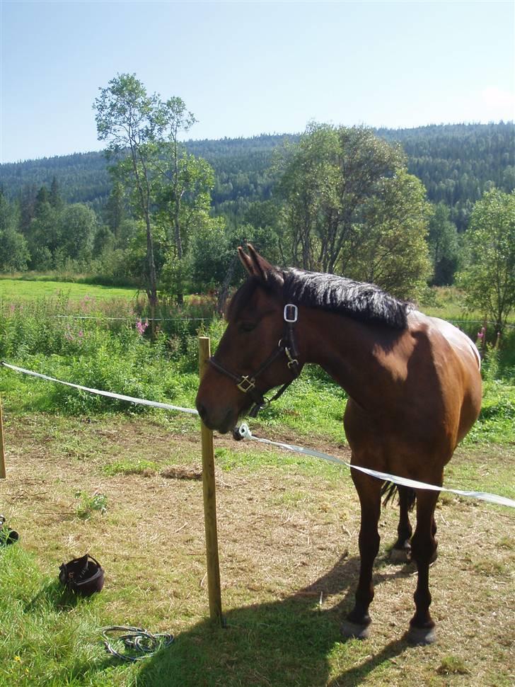 Norsk Sportspony Chianti - Ponnisen <33 Er han ikke søt ? xD billede 1