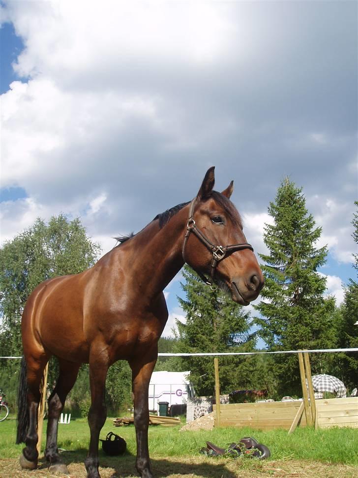 Norsk Sportspony Chianti - En hest kan likne veldig på en elg ! Da er Chianti et godt eksempel ! ; ) billede 3