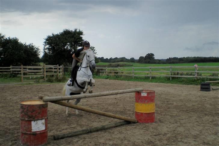 New Forest Amber - solgt :( - ca. 1 m på HMS kursus hos susanne berg :D billede 8