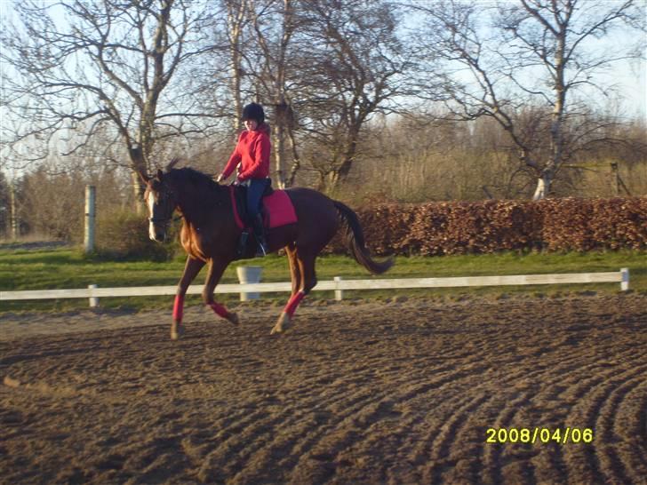 Dansk Varmblod Wholi brentedal - trænning hjemme i foråret billede 7