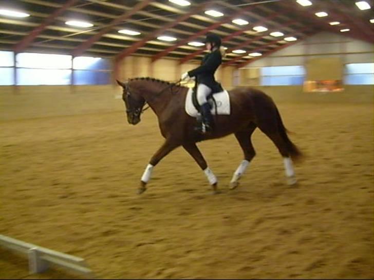Dansk Varmblod Wholi brentedal - Stævne billede 8