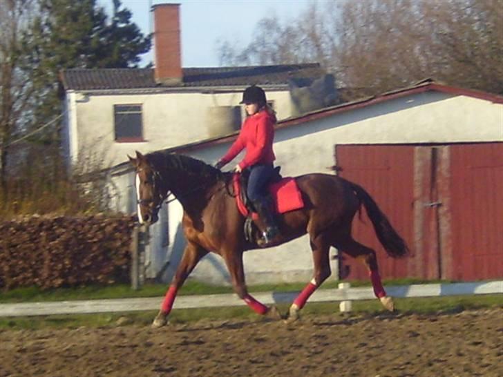 Dansk Varmblod Wholi brentedal - Trænning hjemme i foråret. billede 10