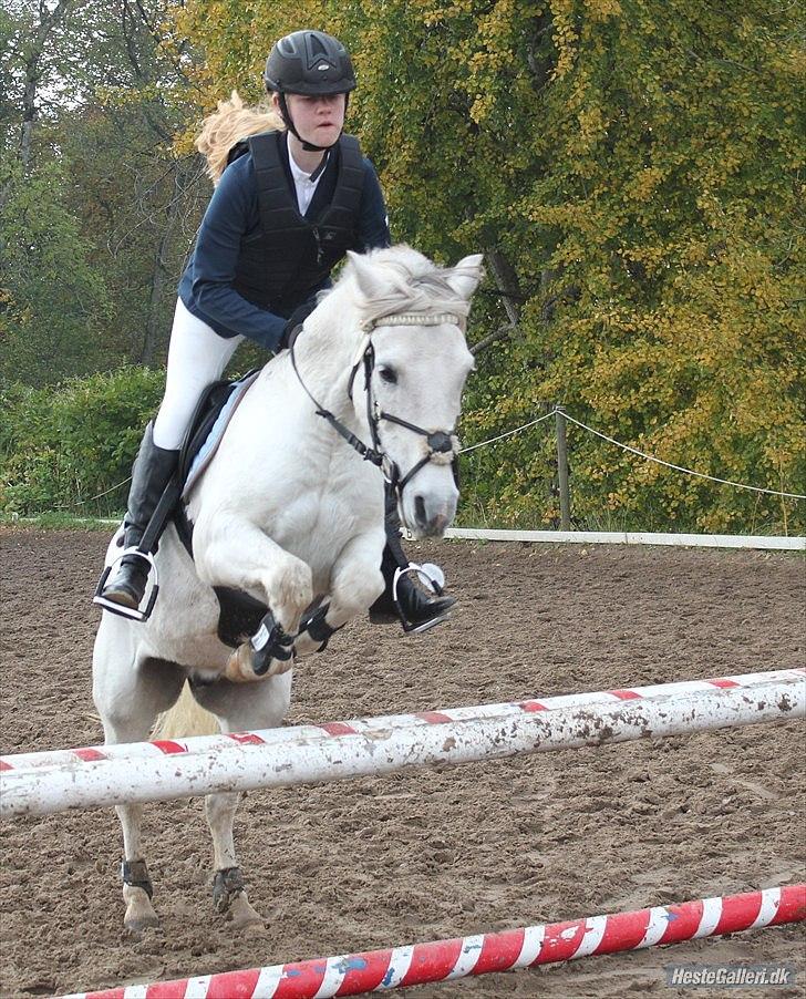 Welsh Partbred (Sec F) Zafir - Opvarmning i Dronninglund d. 9-10-2010 :) Foto: Lisa-Maria Lund Eriksen    billede 3