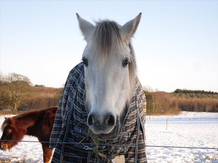 Welsh Partbred (Sec F) Zafir billede 4