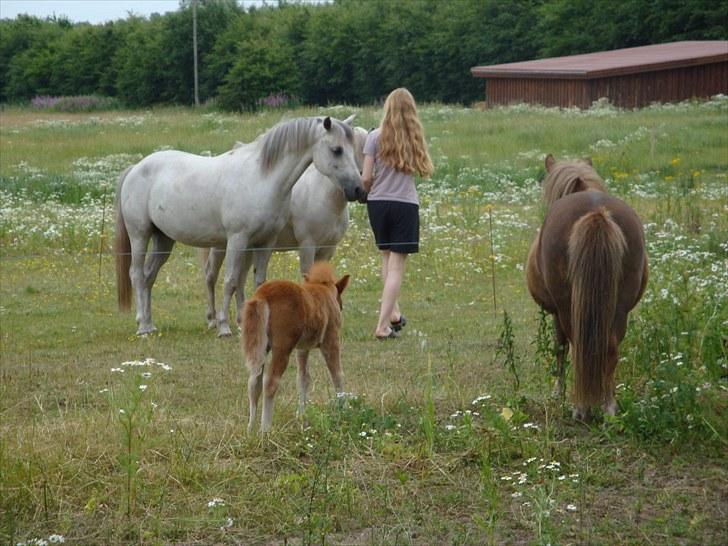 Welsh Partbred (Sec F) Zafir - Sommeren 2009:-)  billede 1