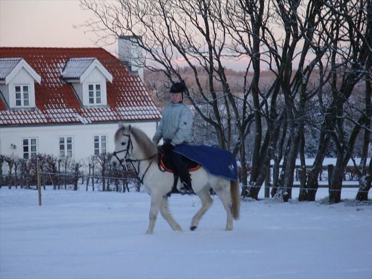 Welsh Partbred (Sec F) Zafir billede 5