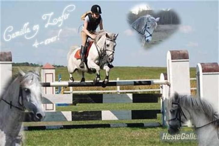 Welsh Partbred (Sec F) Zafir billede 6