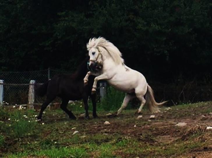 Shetlænder Onslow<3*død* - uhha frække Pony  billede 16