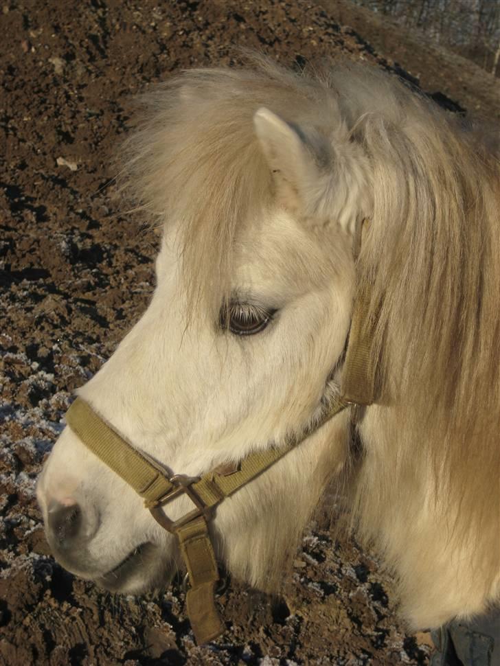 Shetlænder Onslow<3*død* - wwee.. på fold i det smukke vinter vejr.. Fordi jeg stadig elsker dig.. billede 17
