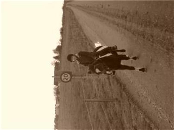 Anden særlig race Flicka GAMMELPART. - jeg savner dig. billede 7