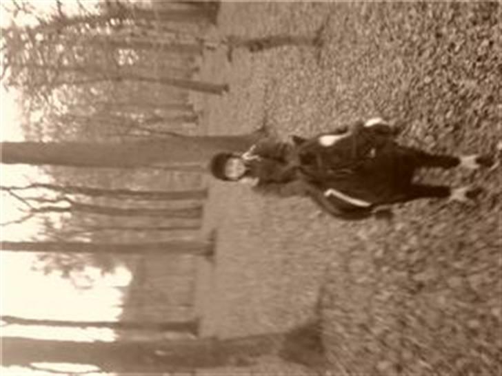 Anden særlig race Flicka GAMMELPART. - jeg savner dig. billede 8