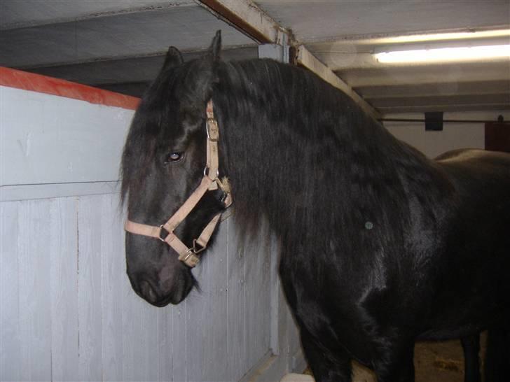 Frieser Nora v.d. Witmoos  - December 2007 billede 13