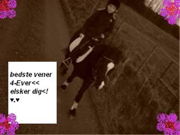 Anden særlig race Flicka GAMMELPART. - jeg savner dig. billede 9