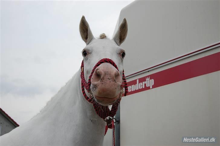 Connemara Mosedals Snowflake - Sanderum 2008. Taget af Mia. billede 3