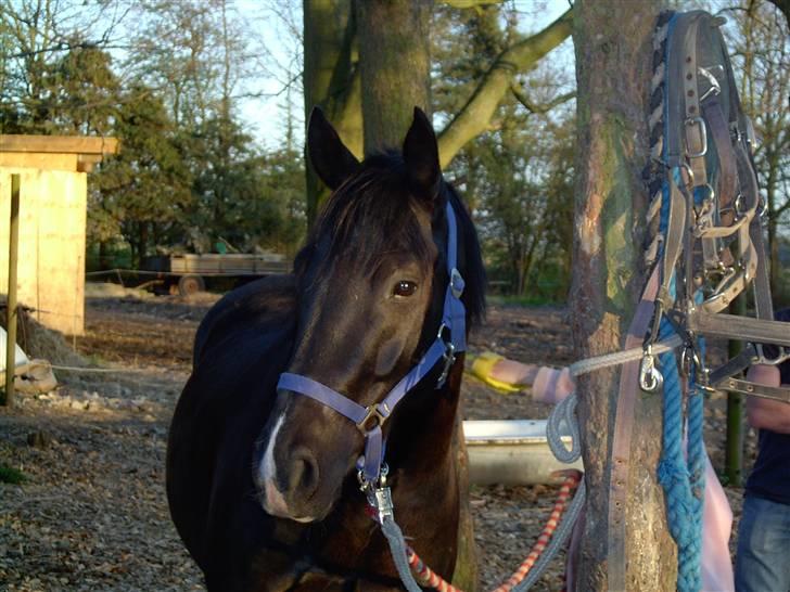 Anden særlig race Snip "Stoffer" Solgt - Så artig kan jeg se ud hehe. billede 1