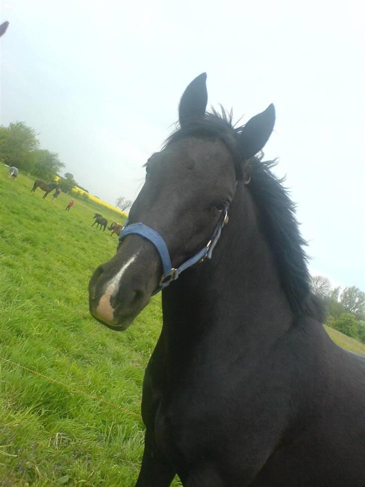 Anden særlig race Snip "Stoffer" Solgt - Han er på sommergræs. billede 2