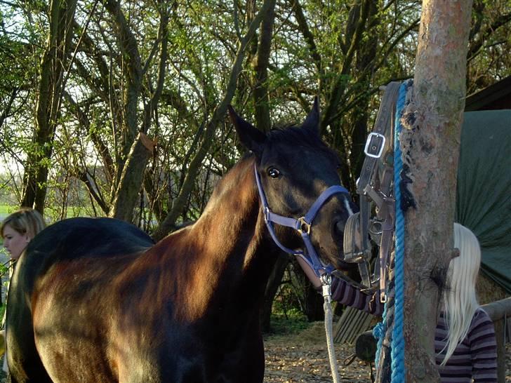 Anden særlig race Snip "Stoffer" Solgt - Hallo kan du se hvad jeg laver ??? billede 3