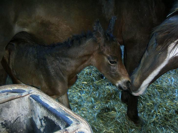 Dansk Varmblod Raia - Første kys ;) billede 1