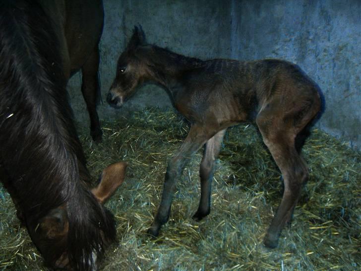 Dansk Varmblod Raia - helt ny og lige kommet på benene billede 2