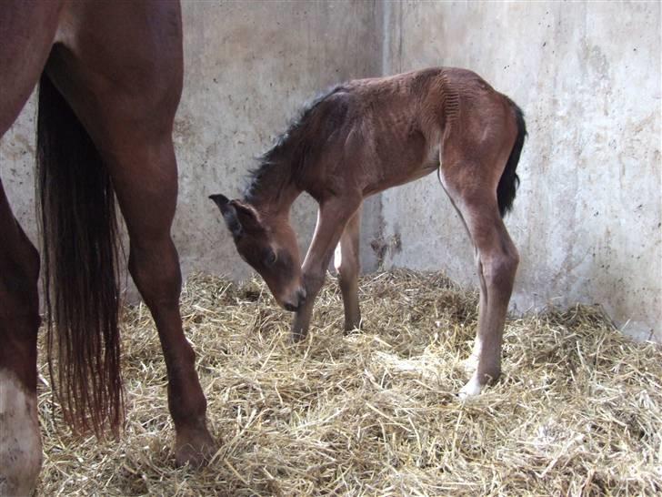 Dansk Varmblod Raia - Dag 1: Laaange ben billede 3