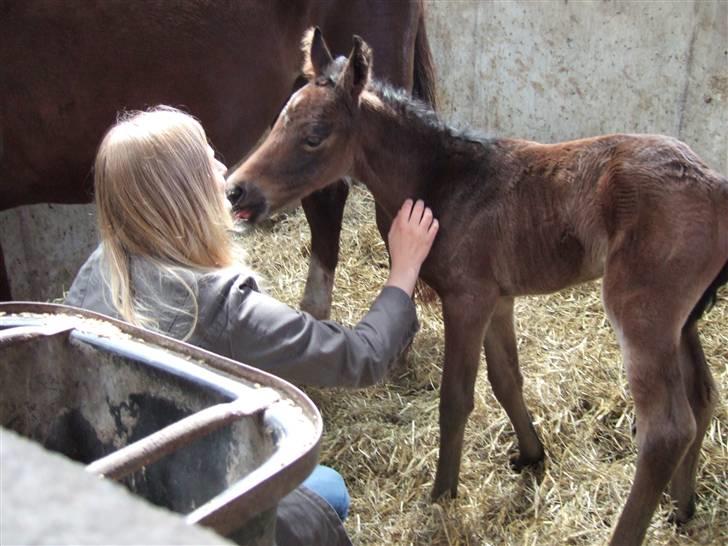 Dansk Varmblod Raia - Andet kys xx billede 4