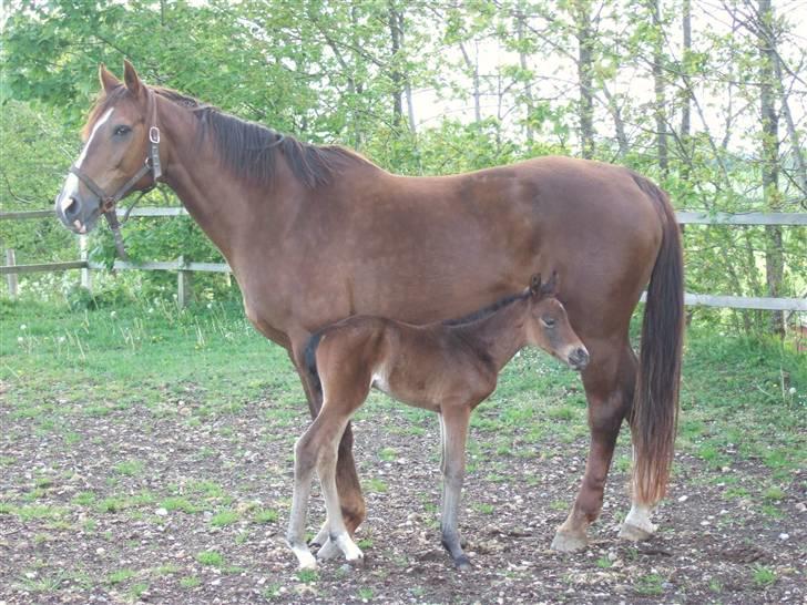Dansk Varmblod Raia - På fold med mor Fie billede 5